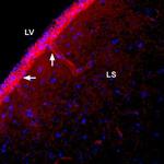 SLC4A4 (NBC1) (extracellular) Antibody in Immunohistochemistry (Frozen) (IHC (F))