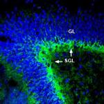 ASCT1 (SLC1A4) Antibody in Immunohistochemistry (Frozen) (IHC (F))