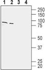 ASCT1 (SLC1A4) Antibody in Western Blot (WB)