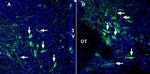 SLC17A9 Antibody in Immunohistochemistry (Frozen) (IHC (F))