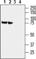 SLC3A1 (extracellular) Antibody in Western Blot (WB)