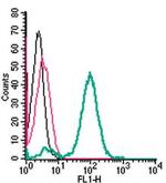 xCT/SLC7A11 (extracellular) Antibody in Flow Cytometry (Flow)