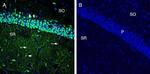 xCT/SLC7A11 (extracellular) Antibody in Immunohistochemistry (Frozen) (IHC (F))