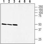 xCT/SLC7A11 (extracellular) Antibody in Western Blot (WB)