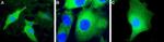 UCP2 Antibody in Immunocytochemistry (ICC/IF)