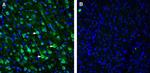 SLC47A1 Antibody in Immunohistochemistry (Frozen) (IHC (F))