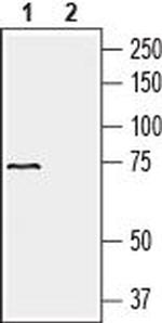 SLC41A2 (extracellular) Antibody in Western Blot (WB)