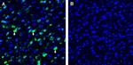 SLC38A9 Antibody in Immunohistochemistry (Frozen) (IHC (F))