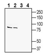 SLC38A9 Antibody in Western Blot (WB)