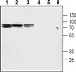 Na+/H+ Exchanger 2 (NHE-2) Antibody in Western Blot (WB)