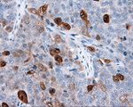 ANXA1 Antibody in Immunohistochemistry (Paraffin) (IHC (P))