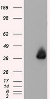 ANXA1 Antibody in Western Blot (WB)