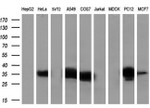 ANXA1 Antibody in Western Blot (WB)