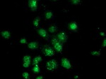 ANXA3 Antibody in Immunocytochemistry (ICC/IF)