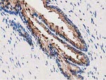 ANXA3 Antibody in Immunohistochemistry (Paraffin) (IHC (P))