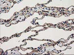 ANXA3 Antibody in Immunohistochemistry (Paraffin) (IHC (P))