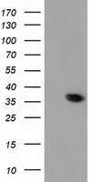 ANXA3 Antibody in Western Blot (WB)