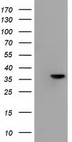 ANXA3 Antibody in Western Blot (WB)