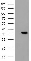 ANXA3 Antibody in Western Blot (WB)