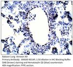 Annexin A9 Antibody in Immunohistochemistry (IHC)