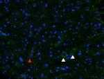 mu-Opioid Receptor (OPRM1) (extracellular) Antibody in Immunohistochemistry (Frozen) (IHC (F))