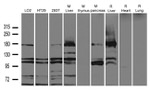 AOX1 Antibody in Western Blot (WB)