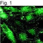 alpha Adaptin Antibody in Immunocytochemistry (ICC/IF)