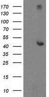 AP2M1 Antibody in Western Blot (WB)