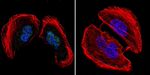 AP2 alpha Antibody in Immunocytochemistry (ICC/IF)