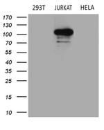 APBB1IP Antibody in Western Blot (WB)