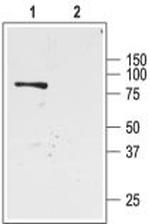 KCNJ1 (Kir1.1) Antibody in Western Blot (WB)