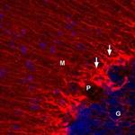 KV1.5 (KCNA5) Antibody in Immunohistochemistry (Frozen) (IHC (F))