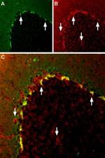 KV1.2 (KCNA2) Antibody in Immunohistochemistry (Frozen) (IHC (F))