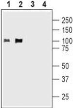 KV2.1 Antibody in Western Blot (WB)