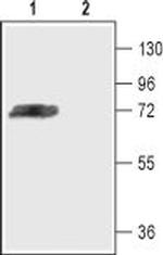 KV4.3 Antibody in Western Blot (WB)