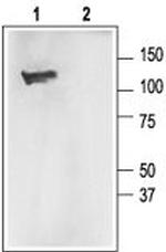 KCNMA1 (KCa1.1) (1097-1196) Antibody in Western Blot (WB)