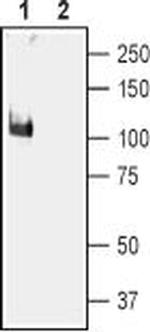 KCNMA1 (KCa1.1) (1097-1196) Antibody in Western Blot (WB)