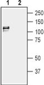 KCNMA1 (KCa1.1) (1097-1196) Antibody in Western Blot (WB)