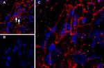 KCNQ1 Antibody in Immunohistochemistry (Frozen) (IHC (F))