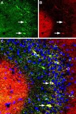 KV4.2 Antibody in Immunohistochemistry (Frozen) (IHC (F))