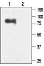 KCNN3 (KCa2.3, SK3) Antibody in Western Blot (WB)