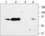 Kir2.1/KCNJ2 Antibody in Western Blot (WB)