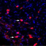 KCNK2 (TREK-1) Antibody in Immunohistochemistry (Frozen) (IHC (F))