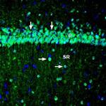 KCNQ3 Antibody in Immunohistochemistry (Frozen) (IHC (F))