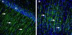 slo beta 4 (KCNMB4) Antibody in Immunohistochemistry (Frozen) (IHC (F))