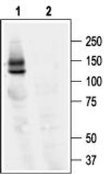 KCNH2 (HERG) Antibody in Western Blot (WB)