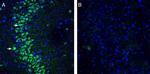 slo beta 3 (KCNMB3) (extracellular) Antibody in Immunohistochemistry (Frozen) (IHC (F))