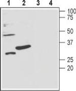 slo beta 3 (KCNMB3) (extracellular) Antibody in Western Blot (WB)