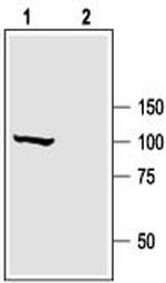 KCNMA1 (KCa1.1) (1184-1200) Antibody in Western Blot (WB)