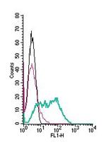 KCNH2 (HERG) (extracellular) Antibody in Flow Cytometry (Flow)